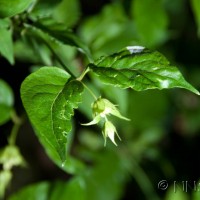 Flowering Nutmeg